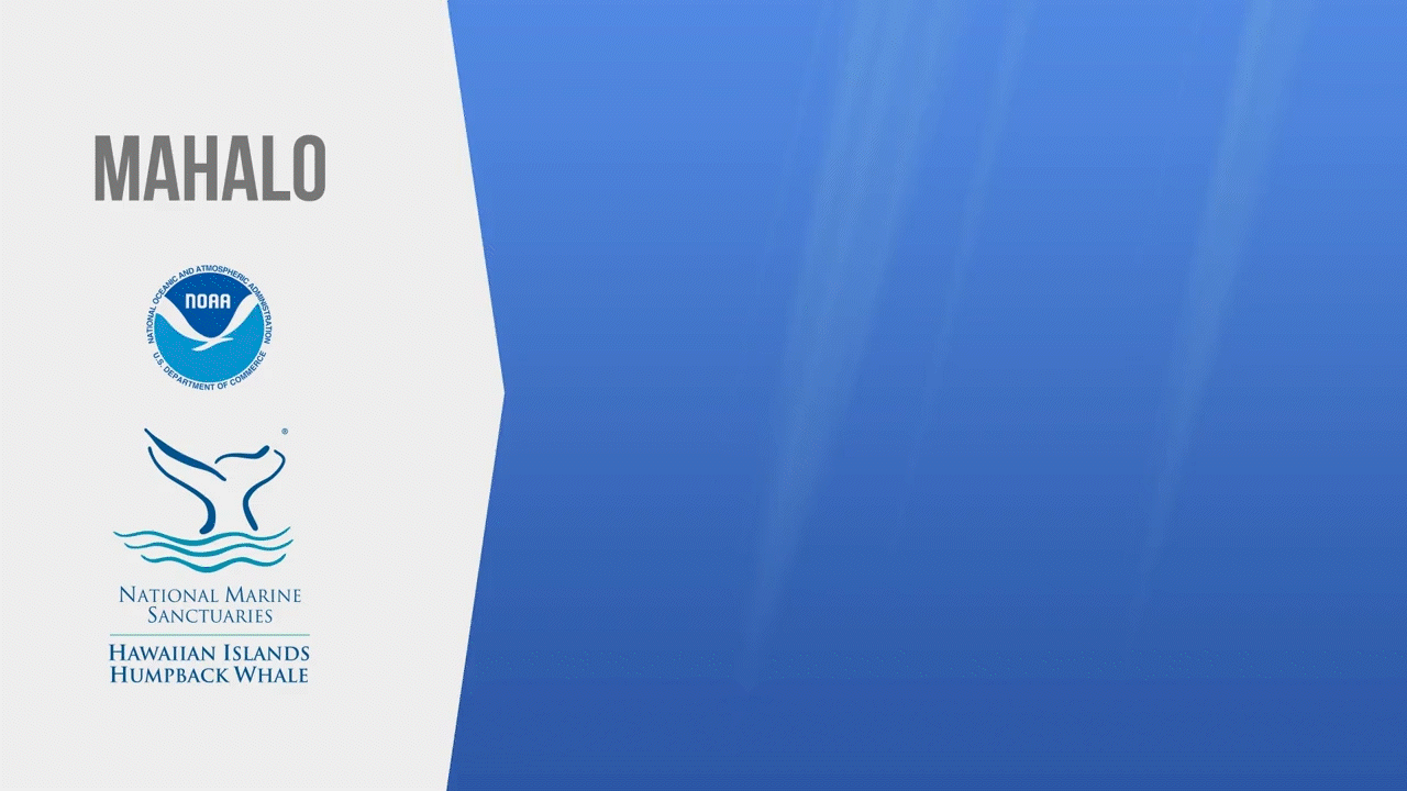 whale_end